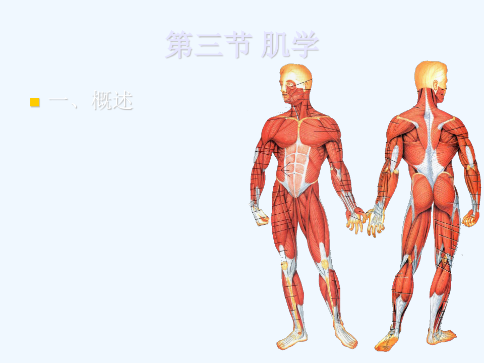 人体解剖学第二章运动系统肌学