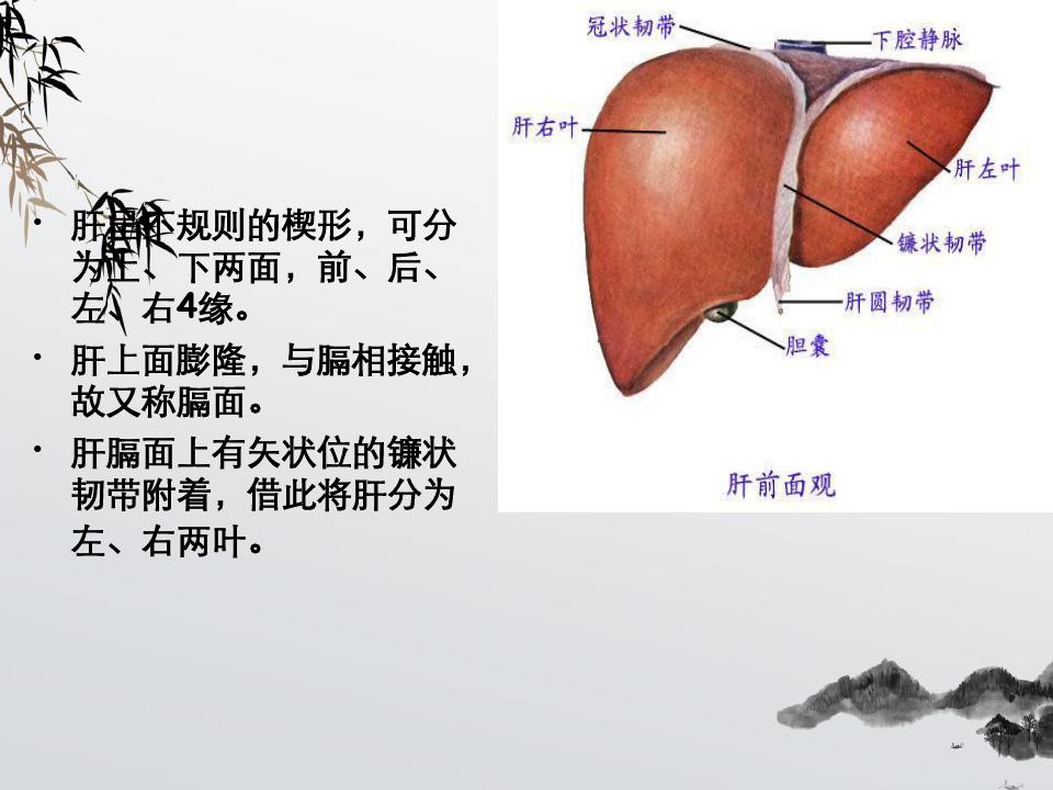 肝脏解剖及分段分叶