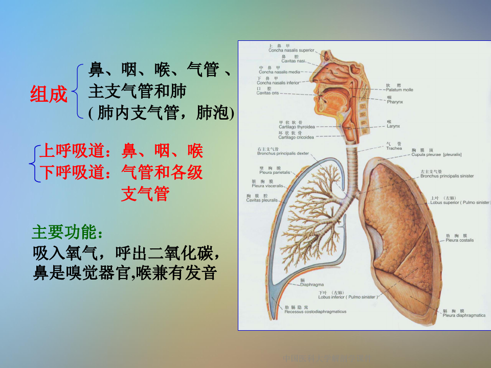中国医科大学解剖学课件