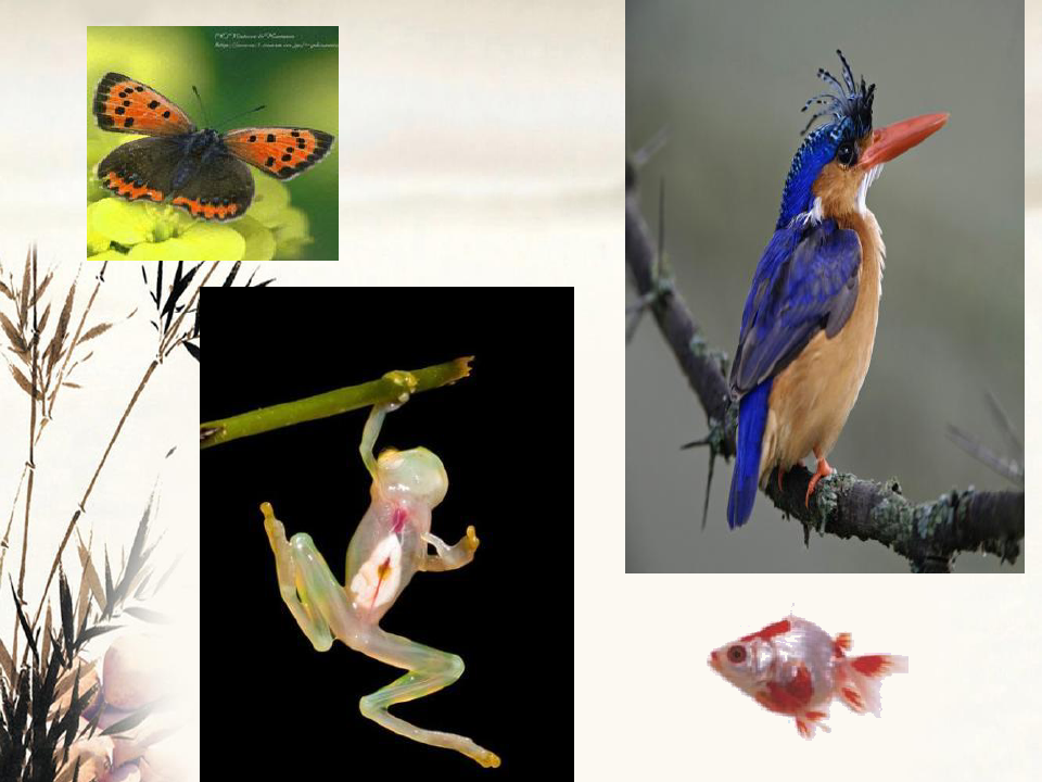 生物进化与多样性讲解