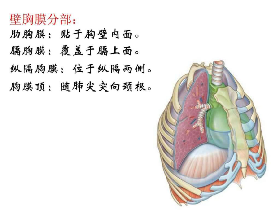 (完整版)胸膜、胸膜腔及纵膈.ppt