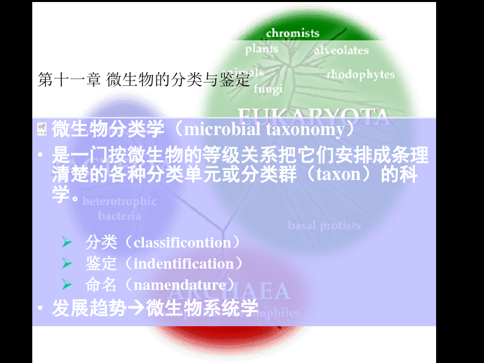 微生物的分类与鉴定精品PPT课件