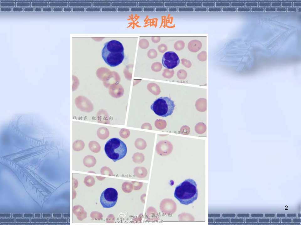 血液图谱之粒细胞系ppt课件