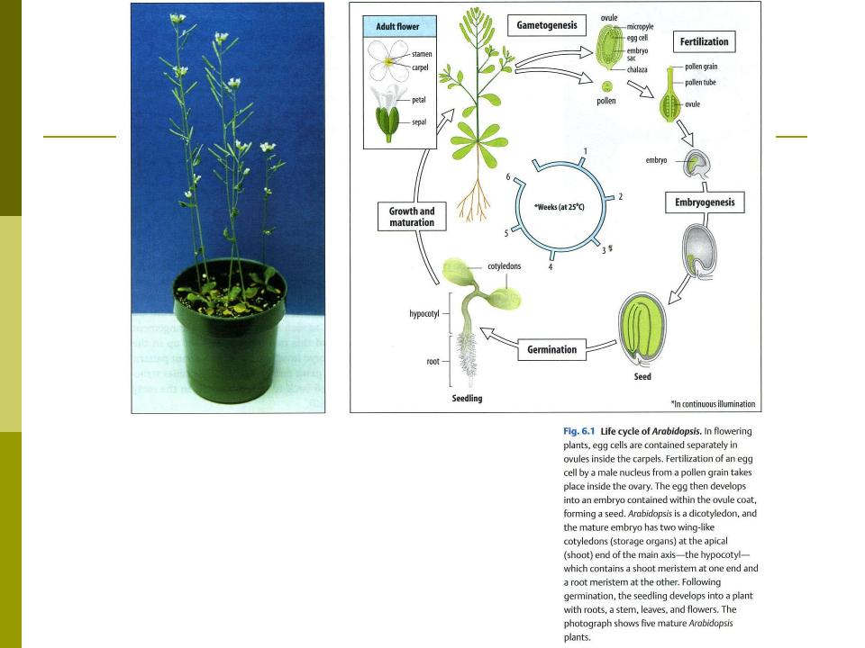 发育生物学：VII 植物发育