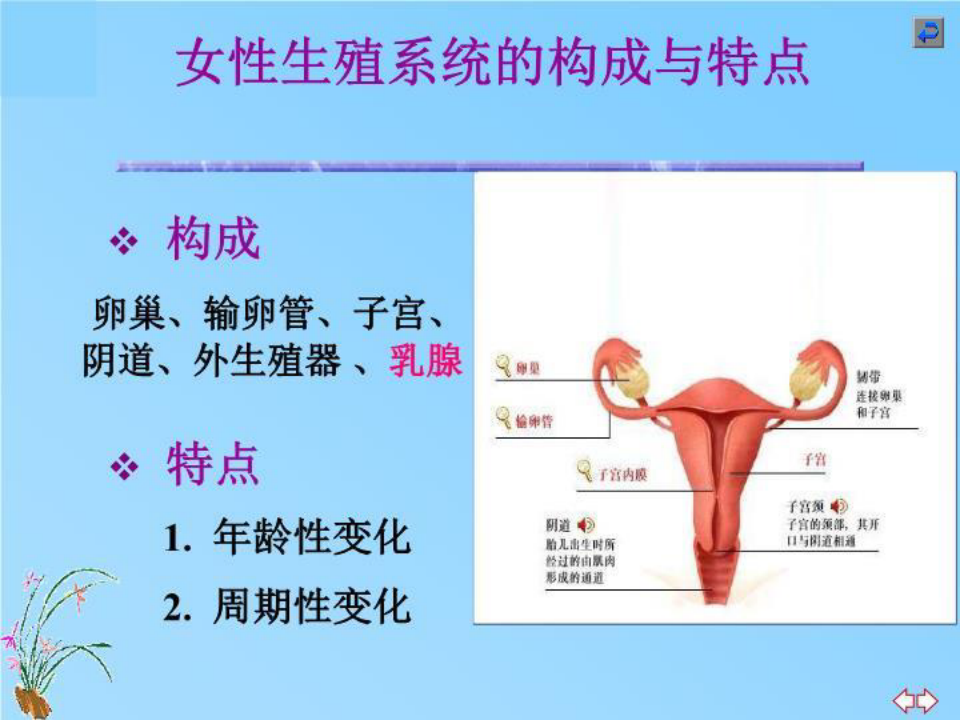 女性生殖系统培训课件