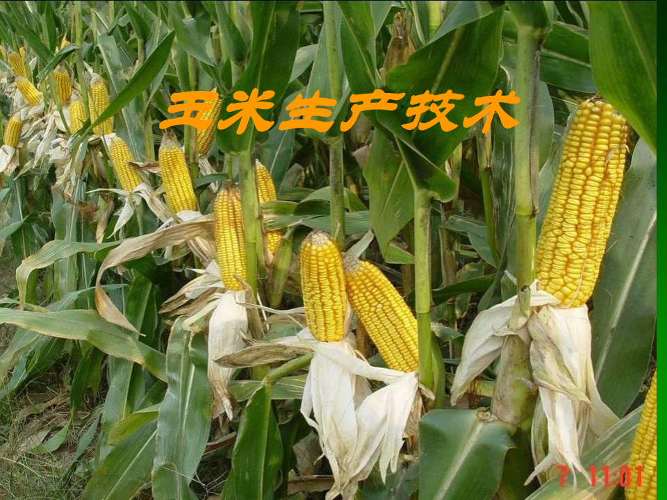 玉米生产技术课件