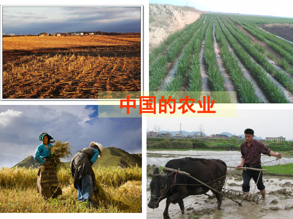 高二区域地理_中国农业