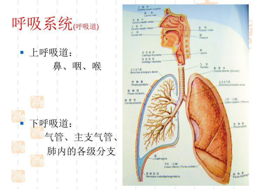 呼吸系统解剖 PPT课件
