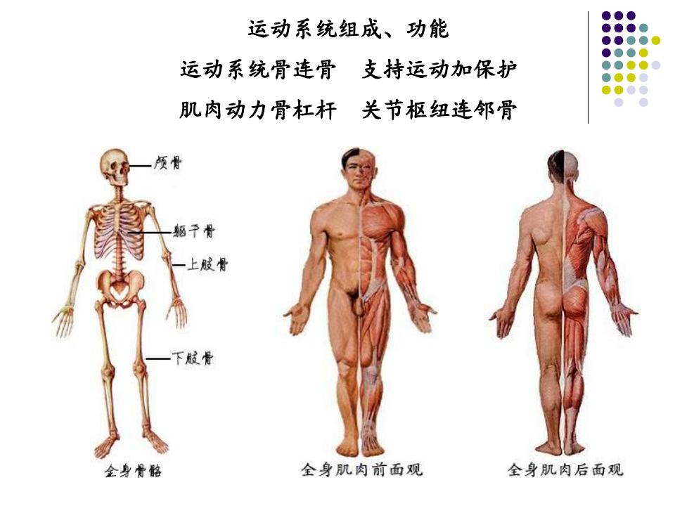 人体解剖学全--副本PPT课件