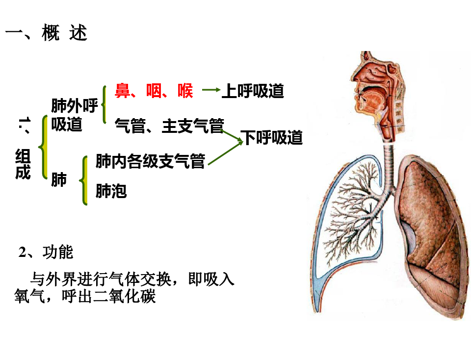 最新9人体组织学与解剖学课件呼吸系统