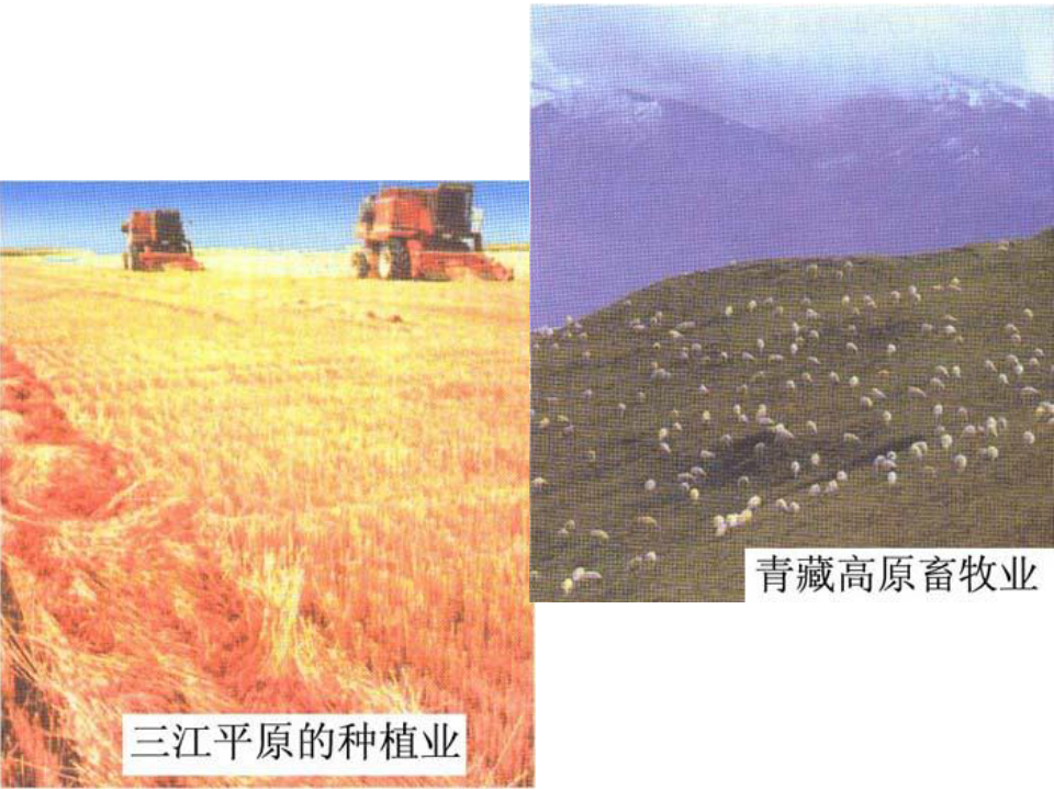 上海高一地理专题22农业教学PPT