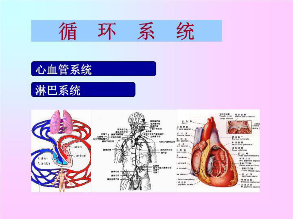 人体组织解剖学循环系统  PPT课件