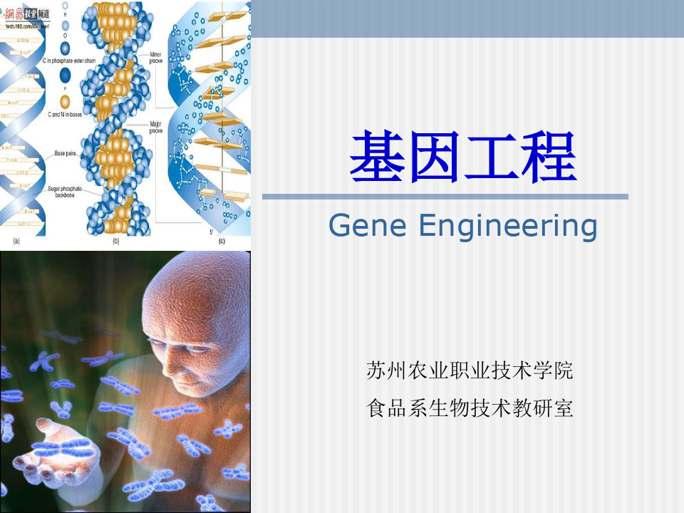 基因工程1基因工程概述课件