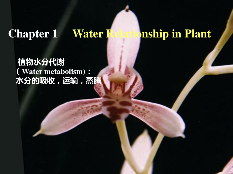 植物生理学课件植物的水分代谢2