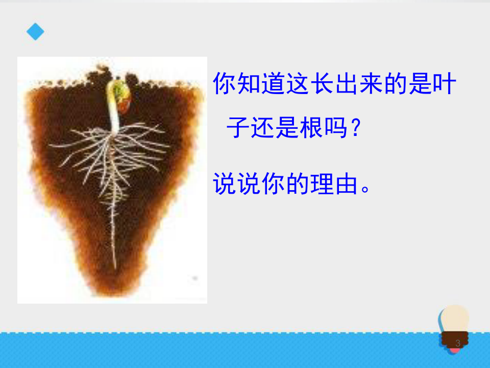 小学三年级下册科学《我们先看到了根》植物的生长变化PPT优秀课件
