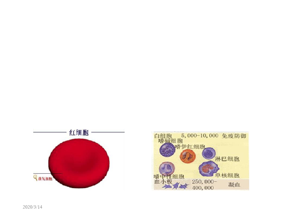 王步标版运动生理学血液与运动
