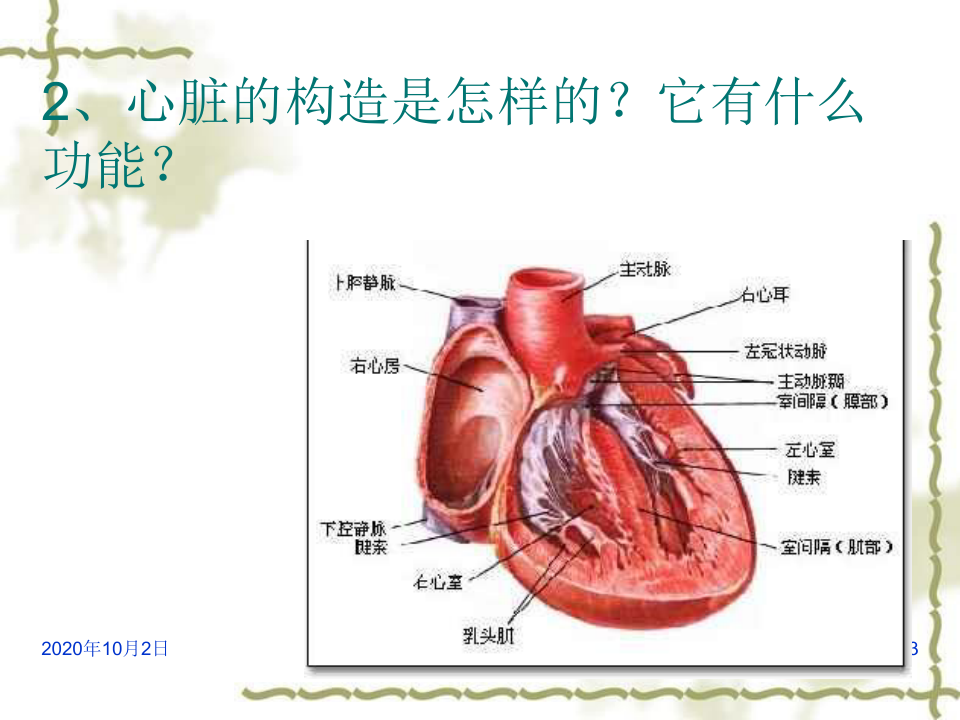 心脏和血管PPT课件