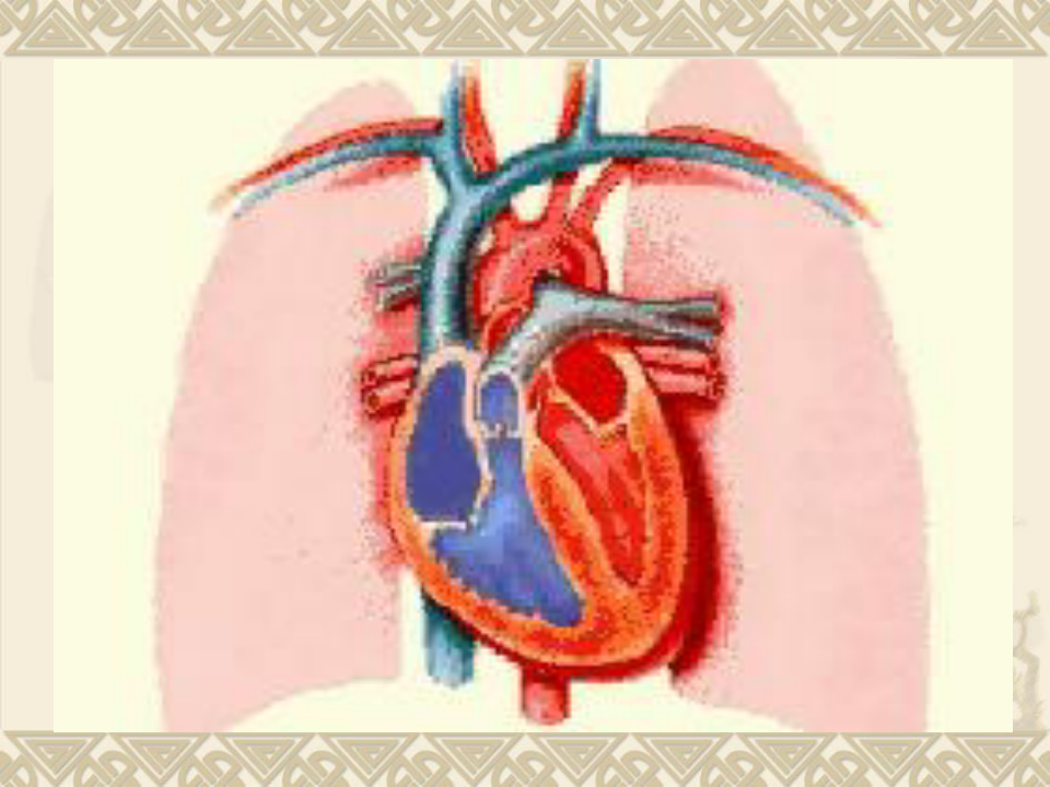 心脏疾病PPT