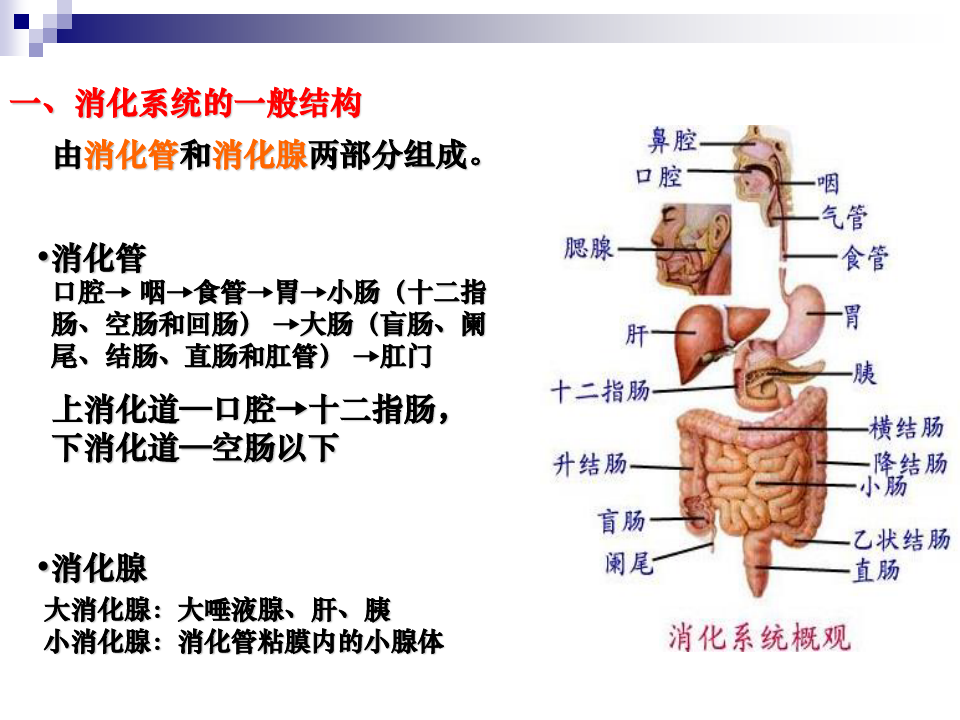 人体解剖生理学消化系统(解剖)PPT课件