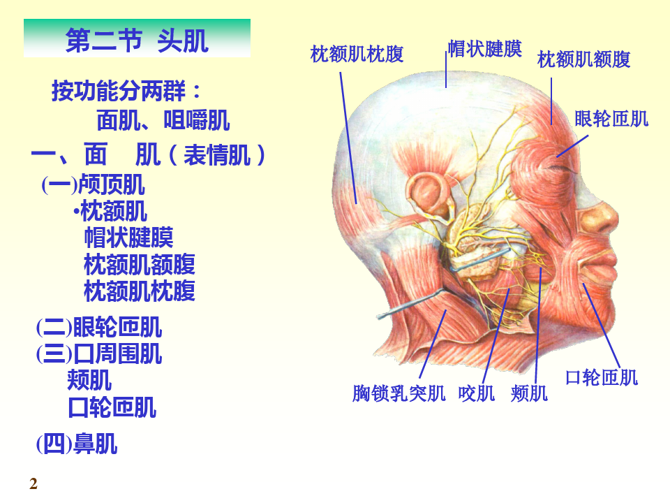《系统解剖学》肌学 (1)