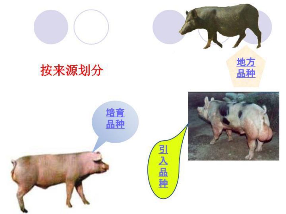 《养猪与猪病防治》-三、猪的类型与品种认识
