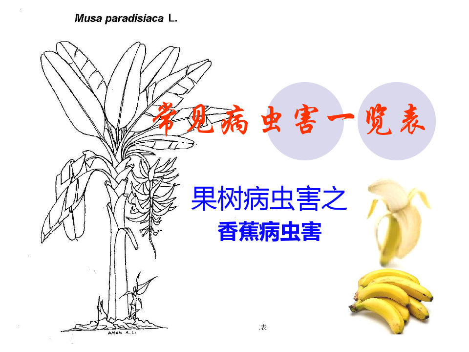香蕉常见病虫害一览表 ppt课件
