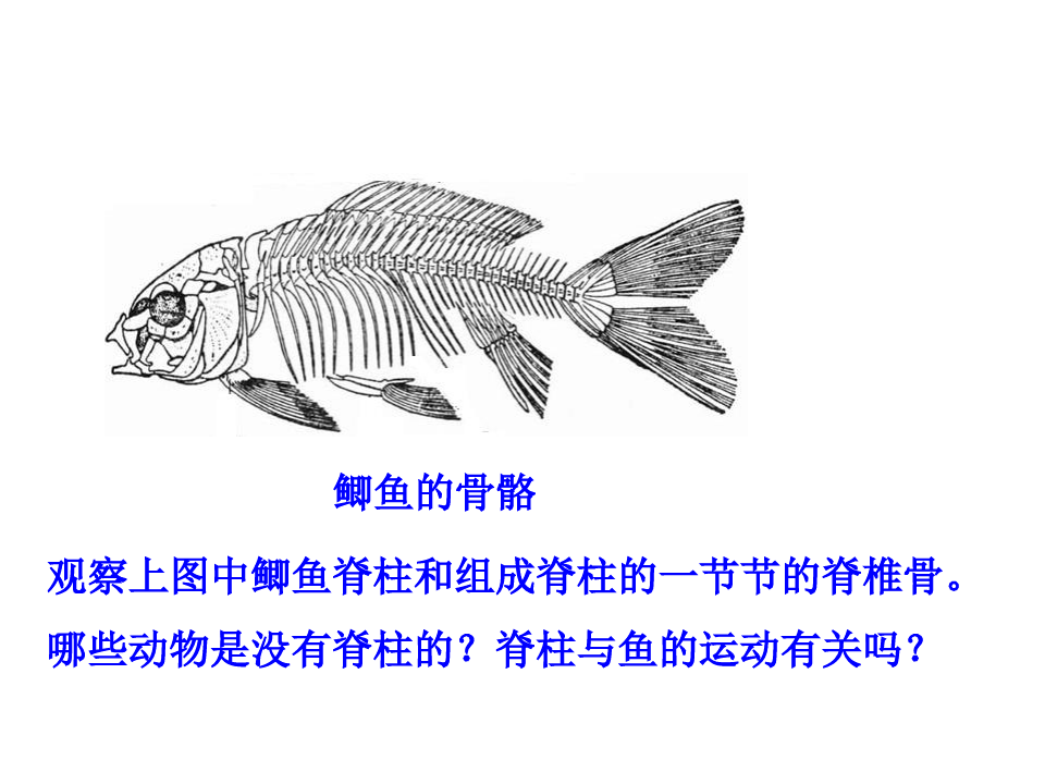 人教版八年级生物上册《鱼》PPT课件(6篇)