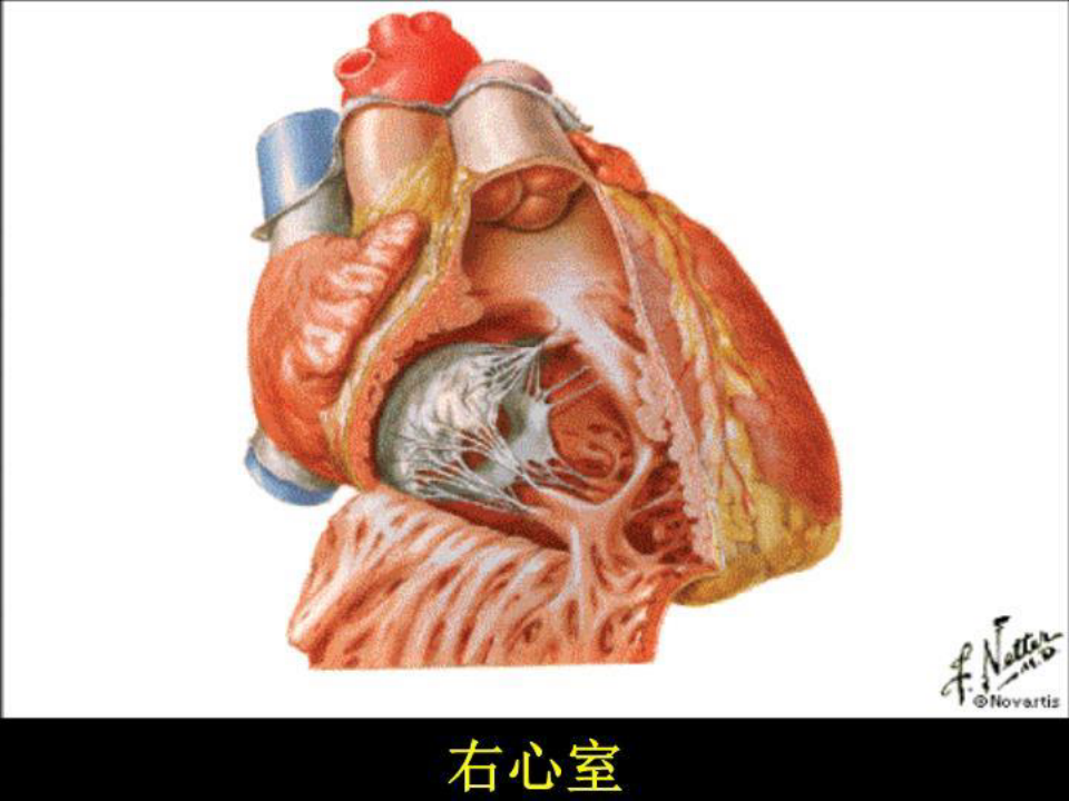 study心脏疾病 PPT课件