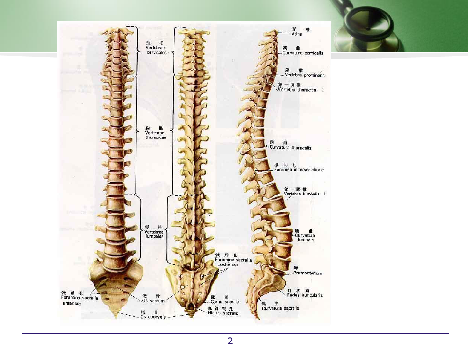 脊柱与四肢检查一精品PPT课件
