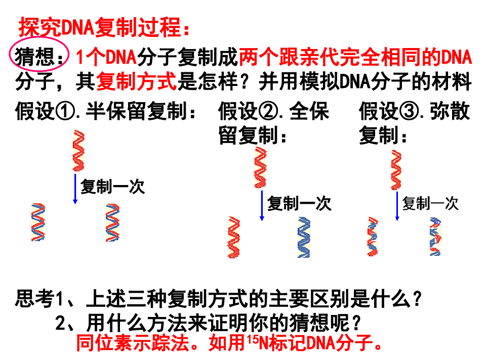 DNA分子的复制2020
