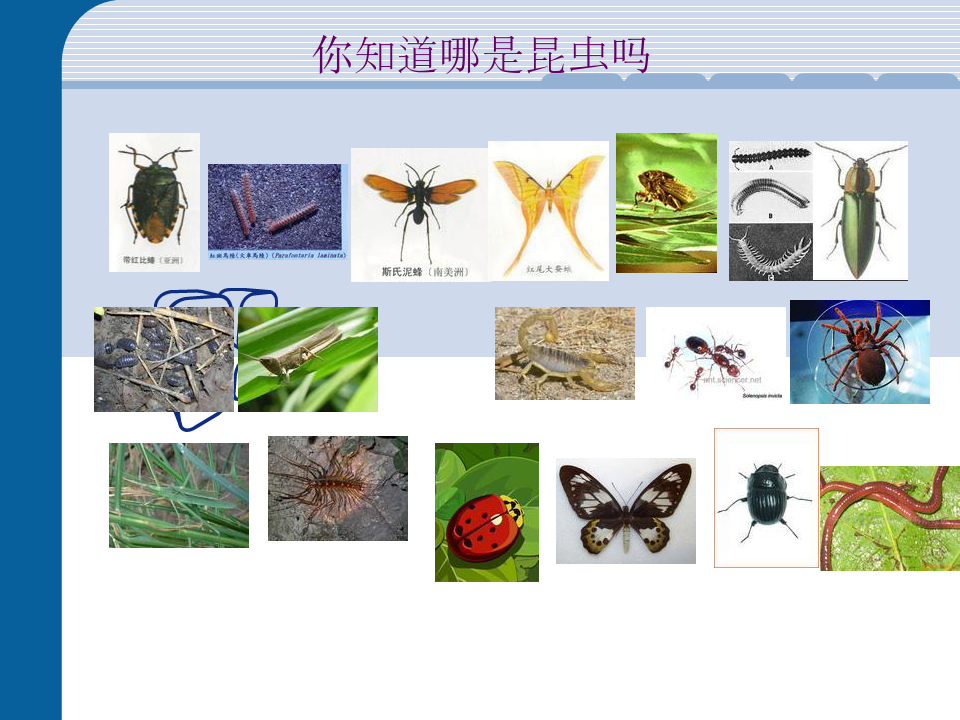 昆虫的外部形态与构造分析