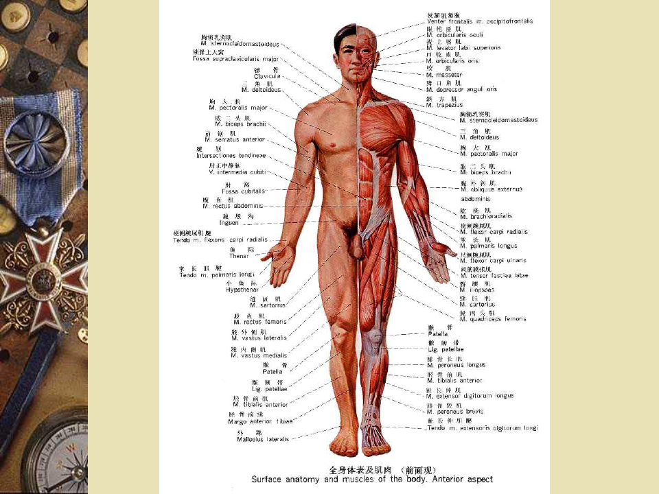 人体解剖学课件：肌学