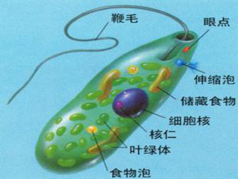 第四节单细胞生物 ppt课件