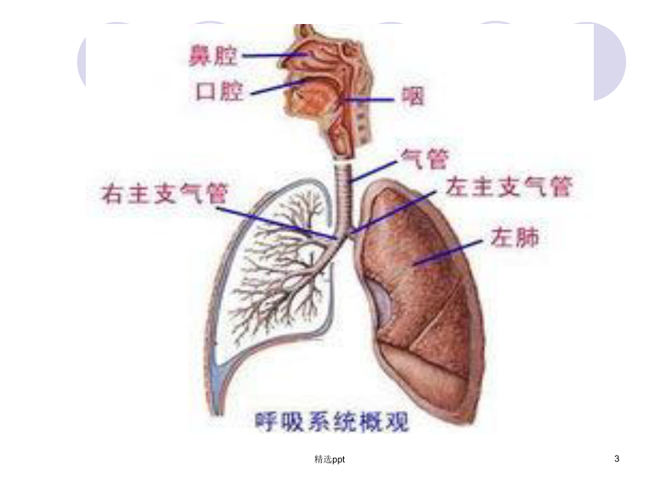 小儿呼吸系统解剖PPT课件