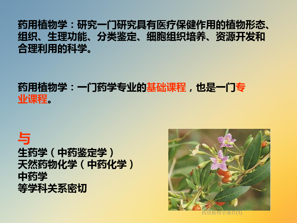 药用植物学课件(1)