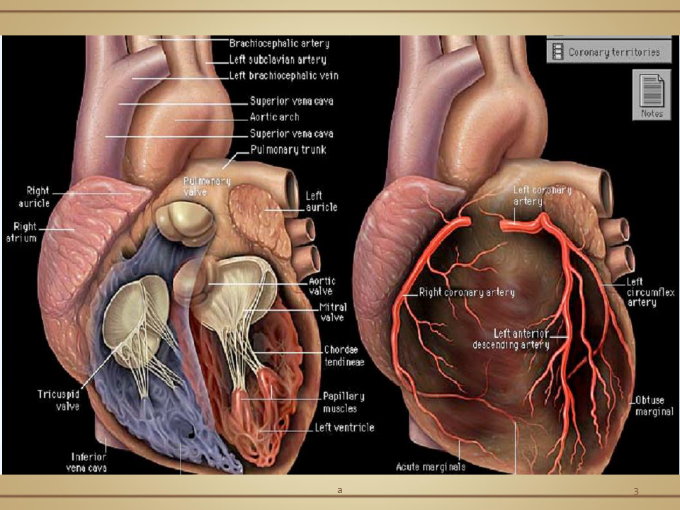 心脏基础解剖PPT课件