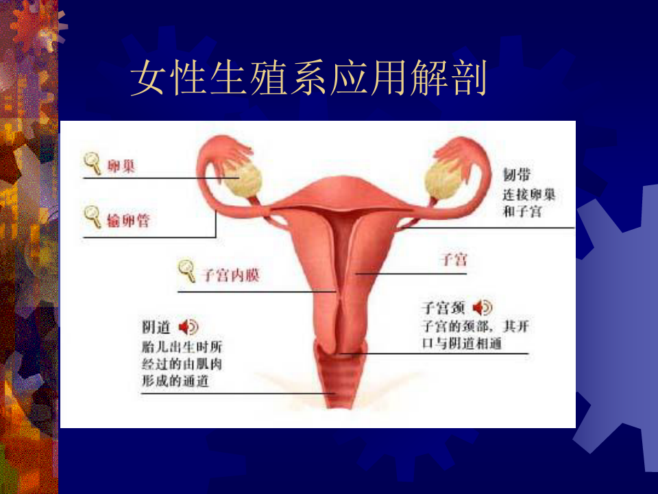 女性生殖系统放射诊断学