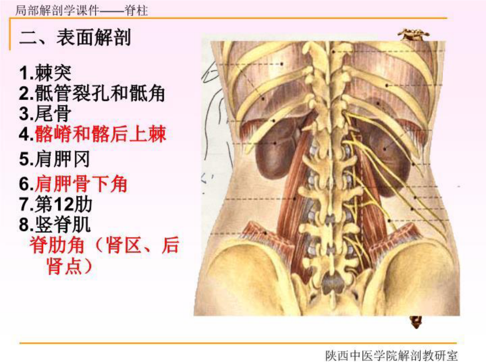 脊柱区解剖图课件