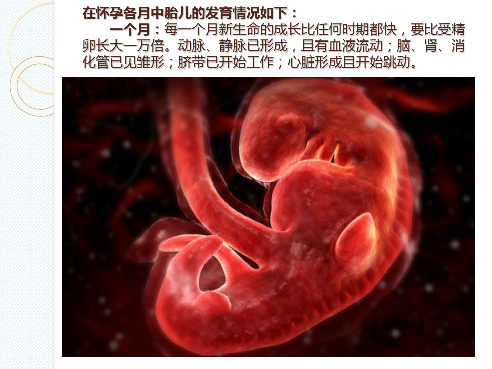 怀孕各月中胎儿发育全过程 ppt课件