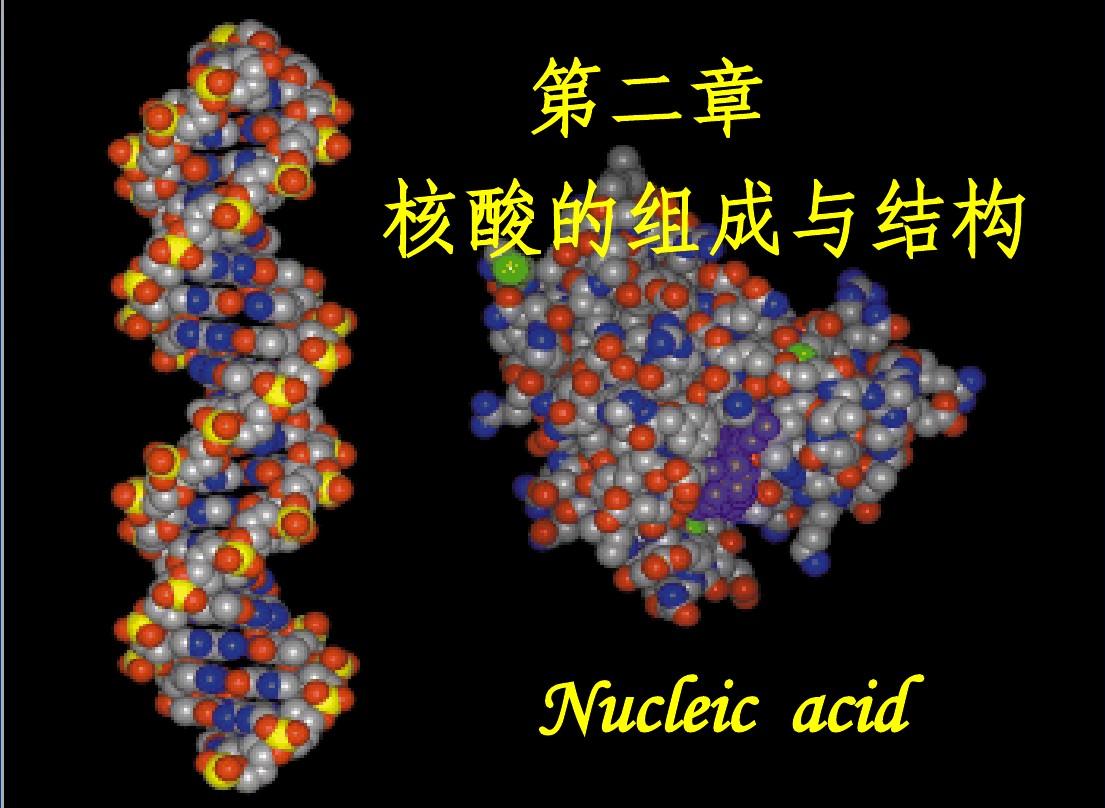 第3章 核酸的组成与结构