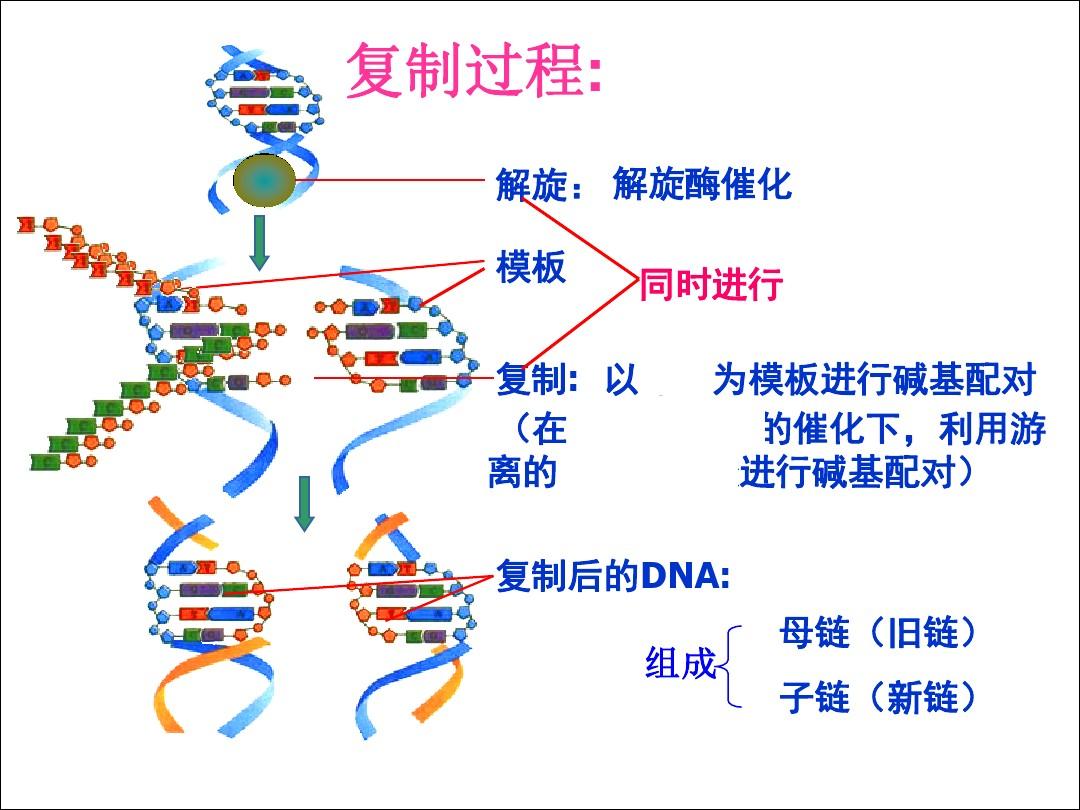 DNA分子的复制(一轮复习)