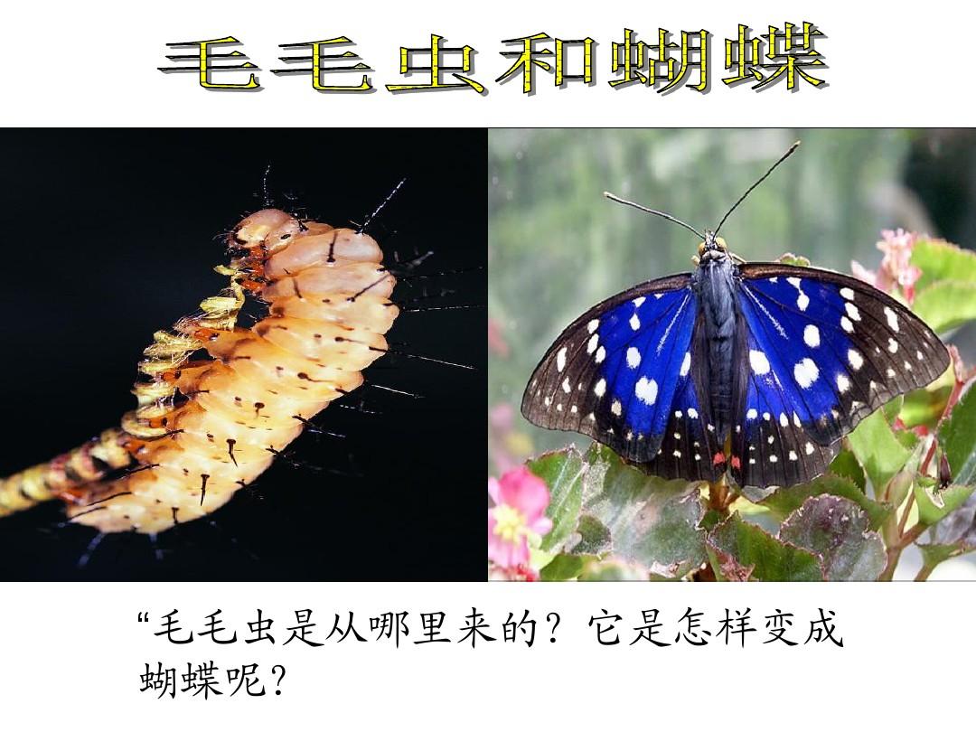 昆虫的生殖和发育_新
