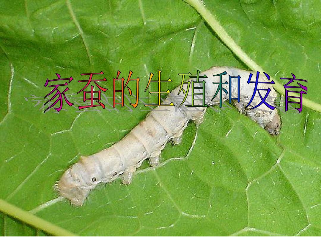 昆虫的生殖和发育_新