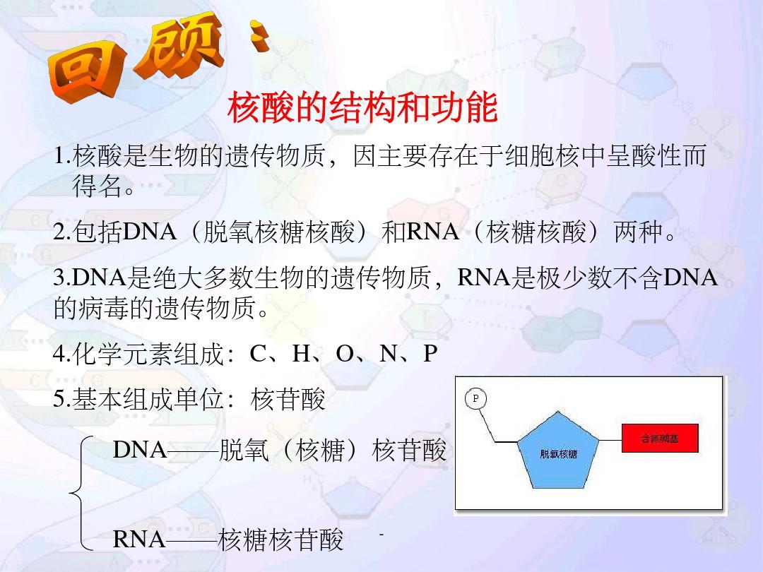 DNA分子的结构与复制(一轮复习)ppt