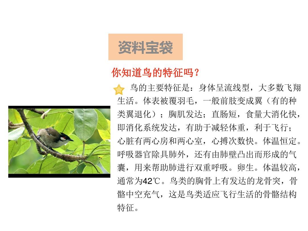 西师大版三年级语文下册《27父亲树林和鸟》课件
