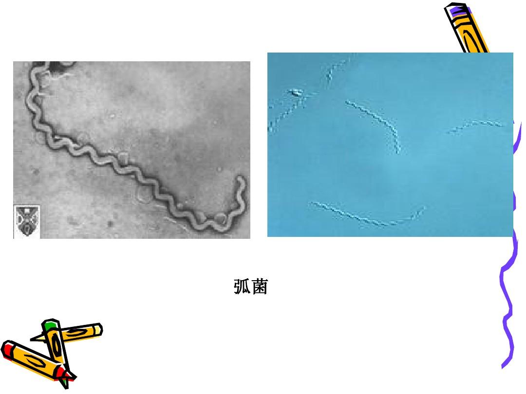 细菌的革兰氏染色和形态观察