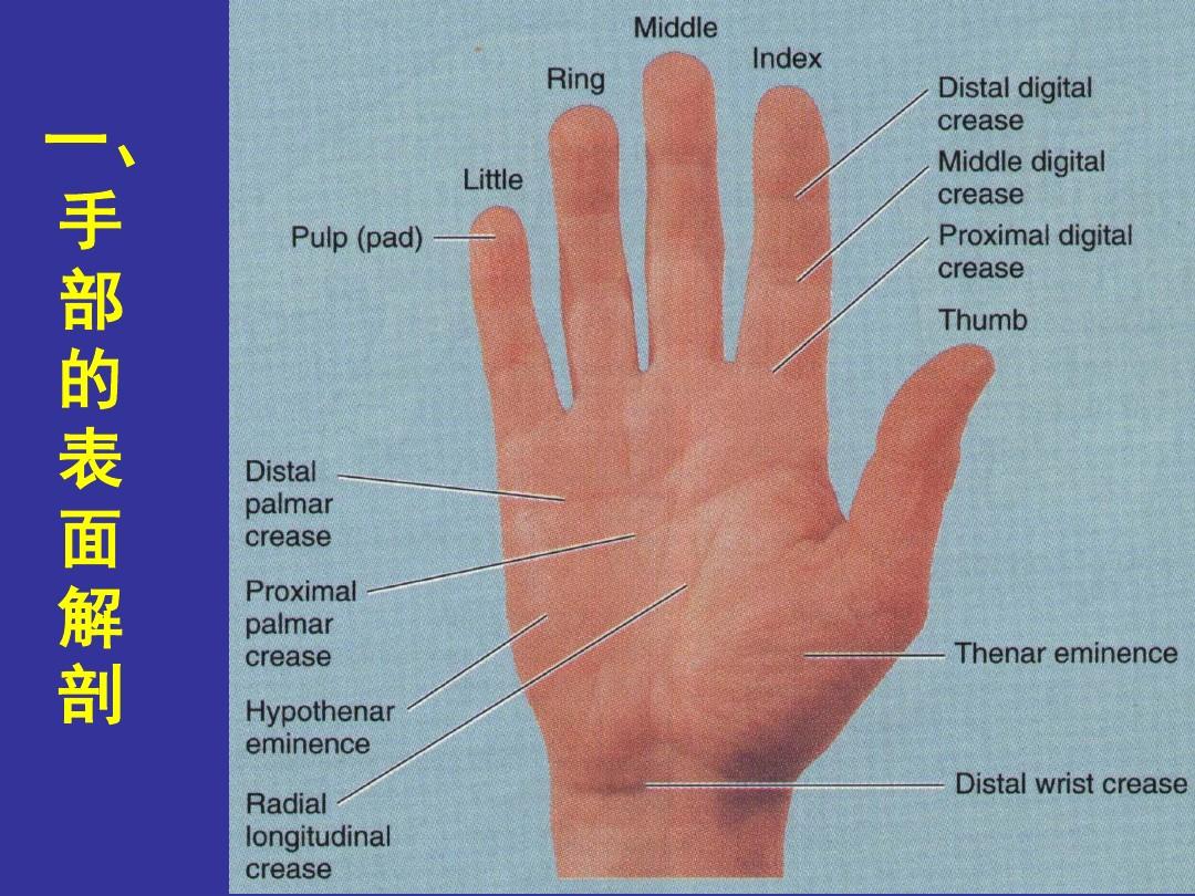 手解剖