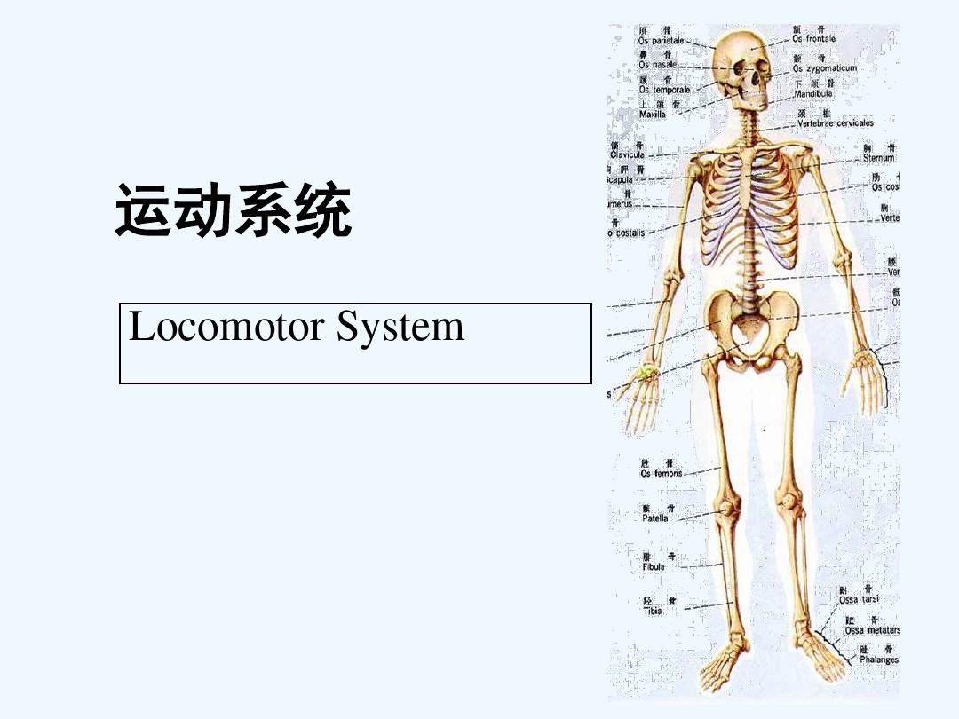 人体解剖学 运动系统 PPT