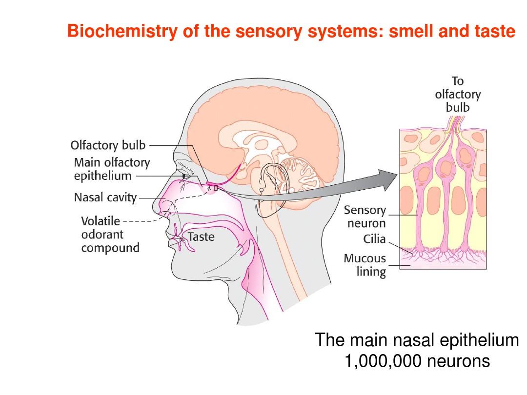 5 Sensory Systems 2015