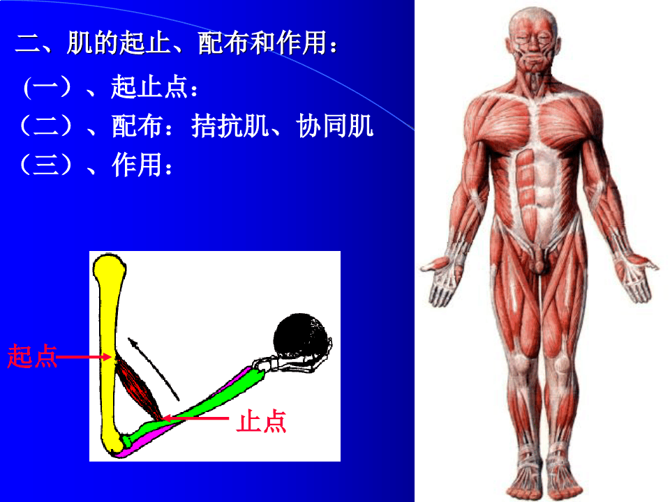 人体解剖学原理之肌学